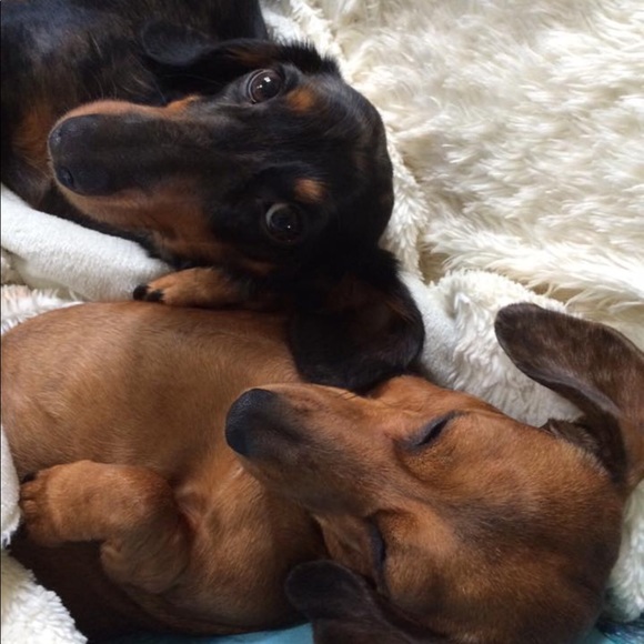 Not for sale— most of my pets, some who have passed over the Rainbow Bridge. 🥹 - Picture 3 of 16